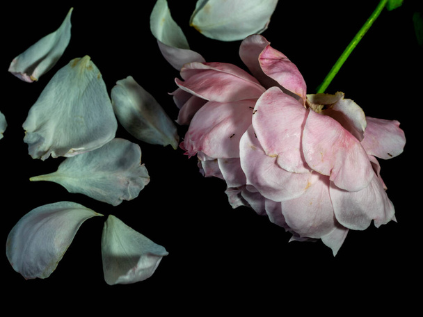 Ranne płatki uschniętego Plume japońskie róże - Zdjęcie, obraz