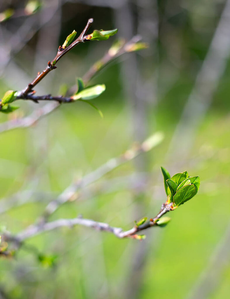 The first green leaves bloom on a plum branch, a symbol of spring, green background, close-up, focus on the leaves - Фото, изображение