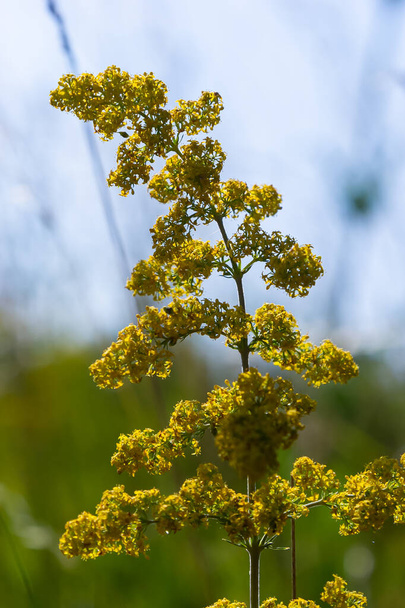 Kvetoucí louka, Galium verum, dámská sláma nebo žlutá sláma. Galum verum je bylinná vytrvalá rostlina. Zdravá rostlina. - Fotografie, Obrázek