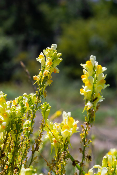 Linaria vulgaris, namen zijn gemeenschappelijke toadvlas, gele toadflax, of boter-en-eieren, bloeien in de zomer. - Foto, afbeelding
