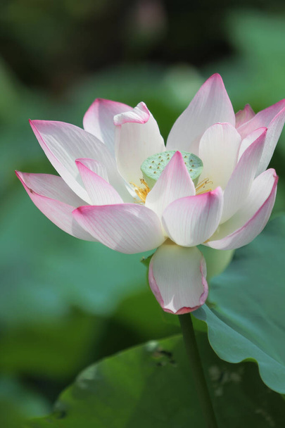 a Lotus flower and Lotus flower plants - Фото, изображение