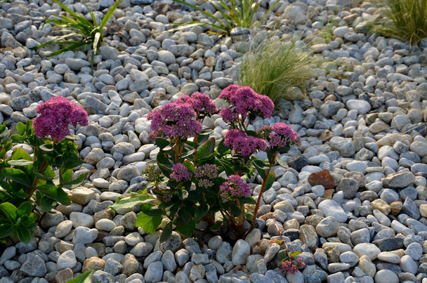 ornamental flowerbed with perennials and stones made of gray granite, mulched pebbles in the city garden, prairie, ornamental grass, terrace by the pool mulching pebbles - Zdjęcie, obraz