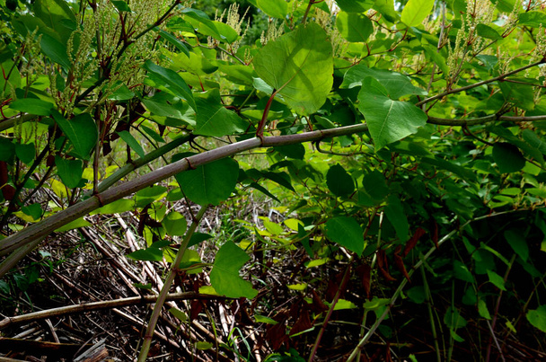 pianta erbacea perenne alta fino a 24 m, con rizomi forti ed estesi che formano grandi colonie clonali.  - Foto, immagini