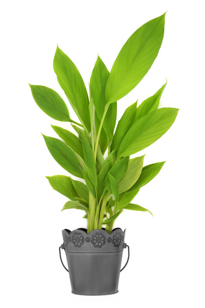 Turmeric plant growing in metal pot. Organic nature homegrown produce, high in polyphenols, flavonoids, antioxidants. Used in cooking and herbal plant based medicine on white background. - Photo, Image