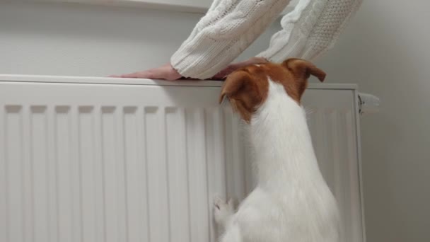 Kylmä talvi Euroopan kotitalouksissa, nousevat kustannukset kaasun ja sähkön, naisen ja koiran jäädyttäminen olohuoneessa, valvoa lämpötilaa lämmityspatteri - Materiaali, video