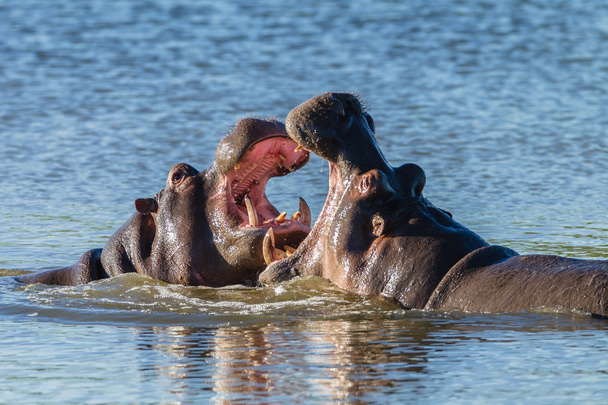 Hipopotamy walki przyrody - Zdjęcie, obraz