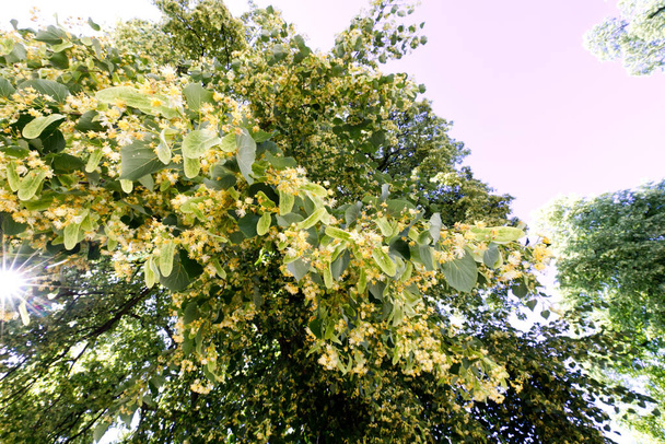 Kvetoucí starodávná lípa s malými listy (Tilia cordata Mill. ) Červen je začátkem kvetení s vůní niodia a bzučením hmyzu - Fotografie, Obrázek