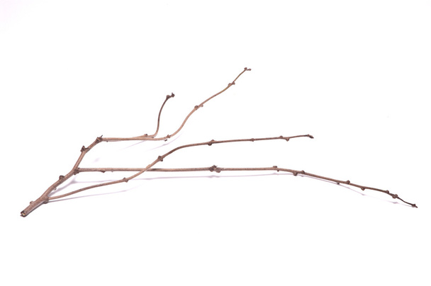 dry branch on white background - Photo, Image