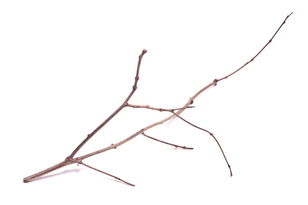 rama seca sobre fondo blanco
 - Foto, Imagen