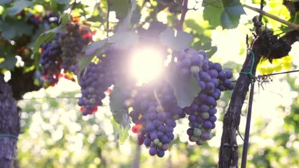 Медленное движение Gimbal Shot спелого красного винограда. Съёмки на Санрайз в итальянском винограднике. - Кадры, видео