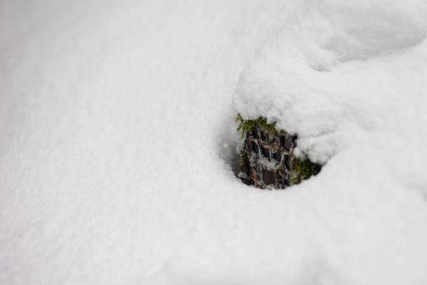 Trail camera nascosta sotto la neve profonda nella foresta invernale. Dispositivo automatico per il monitoraggio della fauna selvatica sotto copertura bianca a temperature di congelamento con spazio di copia. - Foto, immagini