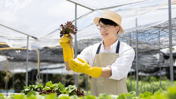 Owner of a hydroponics vegetable garden inspects agricultural produce in a greenhouse in preparation for delivery to consumers, Organic farming and organic vegetables, Healthy and vegan food concept. - Foto, Imagem
