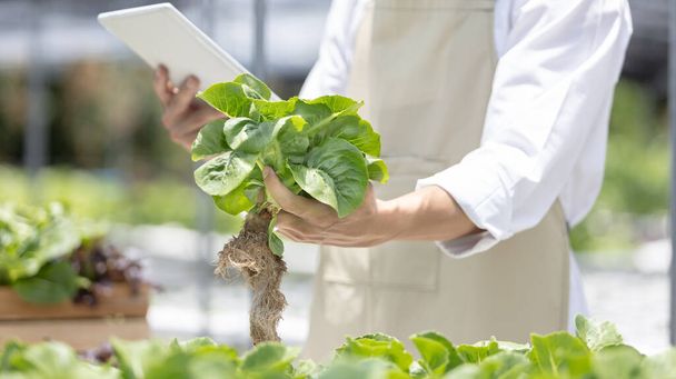 Junger Besitzer eines kleinen Bio-Gemüsegartens verwendet eine Tablette zur Steuerung und Steuerung der Wasser- und Nährstoffversorgung oder zur Aufzeichnung des Gemüseanbaus im Garten, Gemüse im Gewächshaus. - Foto, Bild