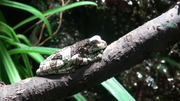 Amazon mléko žába na větev, Trachycephalus resinifictrix - Záběry, video