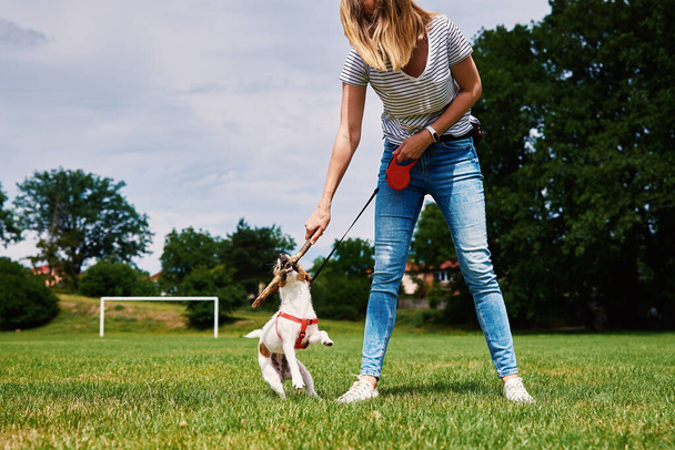 Owner playing with dog at green field, Woman training her dog, Pet bites stick while walking outdoors - Zdjęcie, obraz