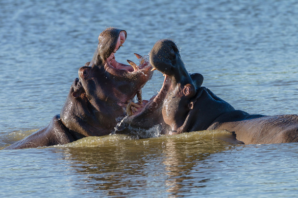 Hipopotamy walki przyrody - Zdjęcie, obraz