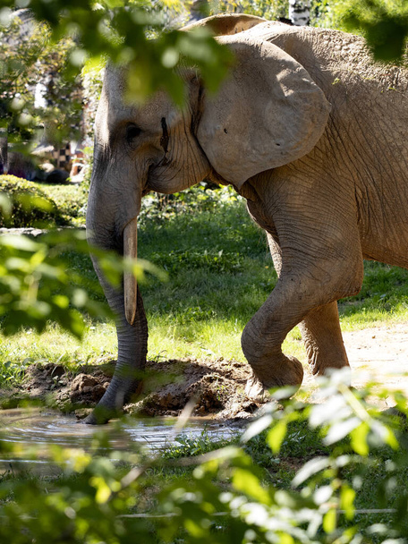 Αφρικανός ελέφαντας, Loxodonta africana, ρουφάει νερό από μια πισίνα με τον κορμό της - Φωτογραφία, εικόνα