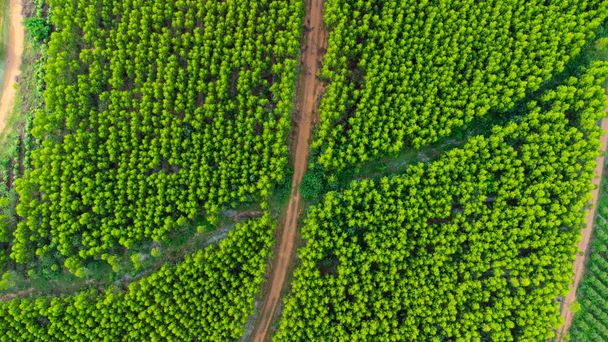 Widok z lotu ptaka plantacji Eukaliptusa w Tajlandii. Przechwytywanie drogą lotniczą. - Zdjęcie, obraz