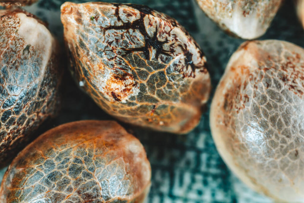 Makro pohled na konopná semena, - Fotografie, Obrázek