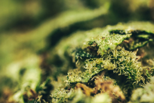 Макровзгляд на марихуану, цветочную коноплю, трихомы и поршни. - Фото, изображение