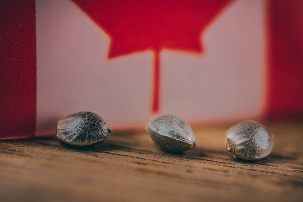 Цветы конопли и семена марихуаны с канадским флагом. - Фото, изображение