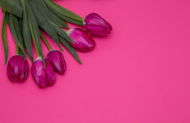 Pink tulips bouquet on background with place for text. Tulip flower. Spring flowers. Copy space. - 写真・画像