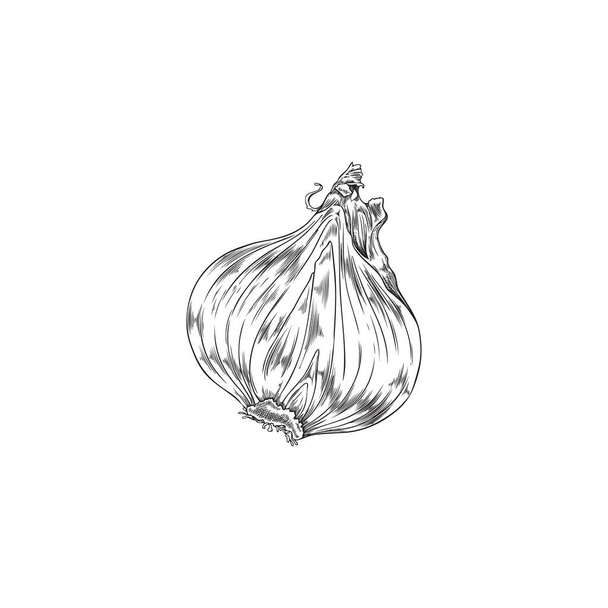 Hand drawn shallot onion with engraving, sketch vector illustration isolated on white background. Retro drawing of vegetables for cooking food. - Vector, Imagen