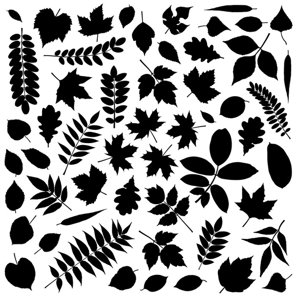 Коллекция силуэтов листьев
 - Вектор,изображение