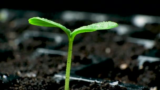 El pepino tierno brota y llueve sobre el fondo del suelo. Cultivo de hortalizas, jardinería - Metraje, vídeo