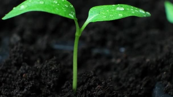 種子からピーマンを栽培する。ステップ5 -芽が成長した - 映像、動画
