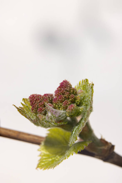 Flovers viñas de primavera temprana, Moravia del Sur, República Checa - Foto, imagen