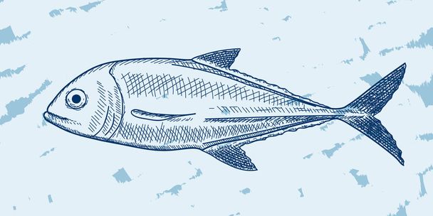 Fish Sketch - Vector, Image