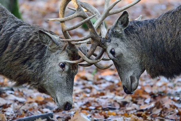 Dos machos ciervos rojos peleando con sus cuernos por comida a finales de otoño, retrato de cabeza, rinoceronte del norte westphalia, (cervus elaphus), Alemania - Foto, Imagen