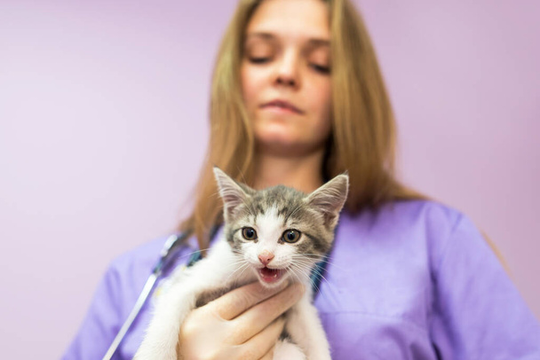 Female veterinarian with cute cat in clinic.Female veterinarian doctor is holding a cat on her hands - 写真・画像