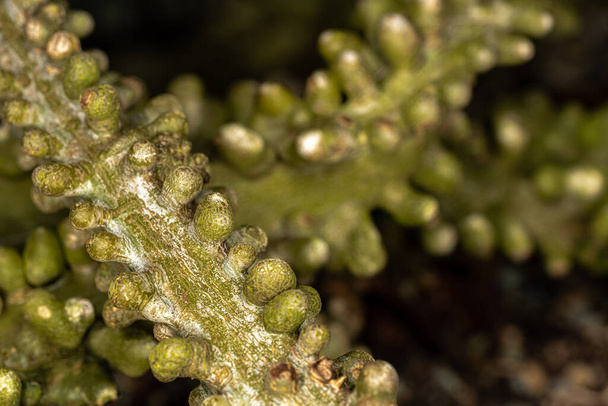 Tallo de un arbusto trepador (Adenia lobata) - Foto, Imagen