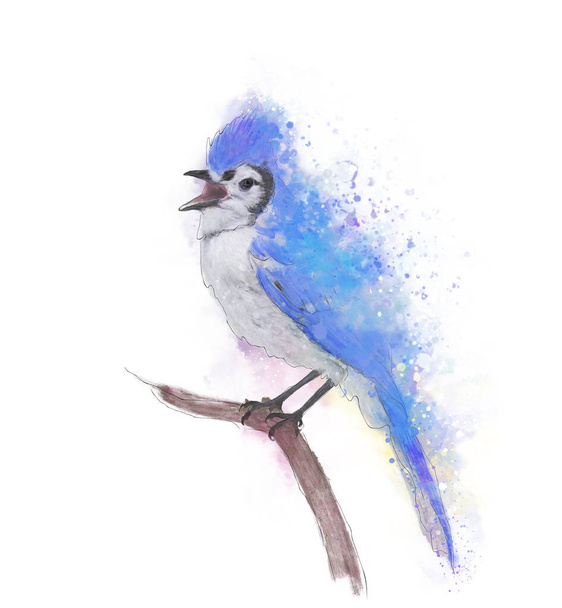 	Blue Jay watercolor Digital Painting	 - 写真・画像