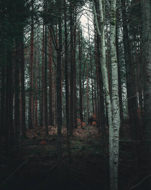 Beautiful moody forest in the morning - Фото, зображення