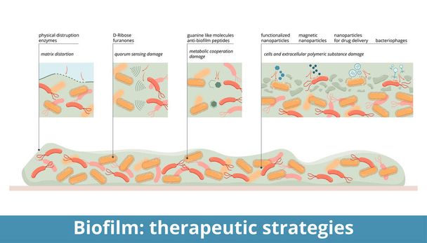 Biofilm: therapeutic strategies. Biofilm treatment: physical disruption (enzymes), quorum sensing damage (D-ribose), metabolic cooperation damage, magnetic and functionalized nanoparticles, bacteriophages. - Vector, Image