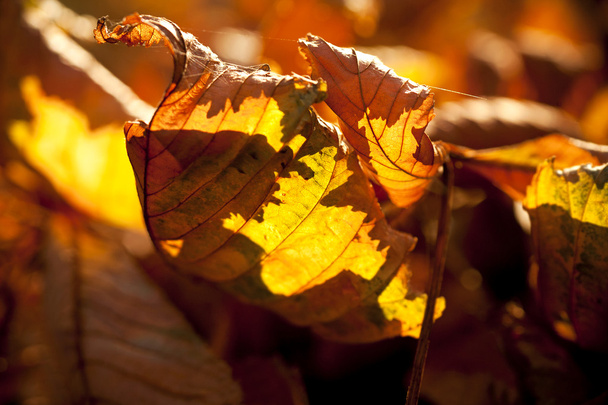 Herfstbladeren - Foto, afbeelding