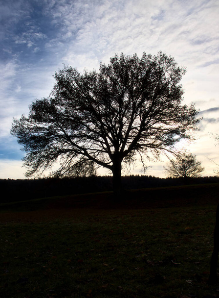 Silhouette of a tree against a blue sky with clouds on a fall afternoon in rural Germany. - Foto, Imagen
