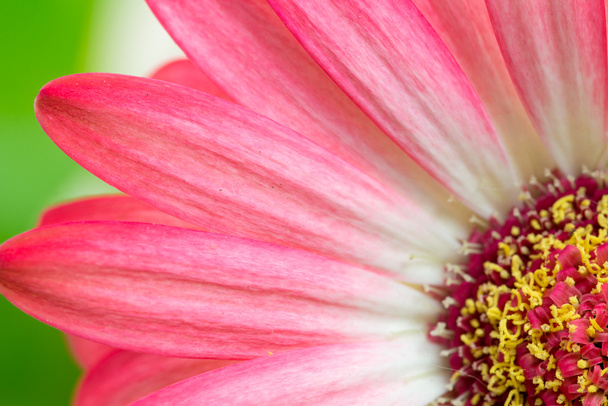 ピンクのガーベラの花のマクロの詳細 - 写真・画像