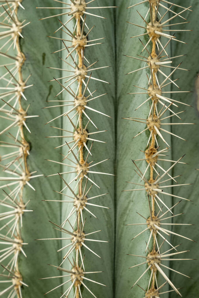 Fine, sharp spikes of a large Pachycereus pringlei cactus filling the entire frame - Photo, Image