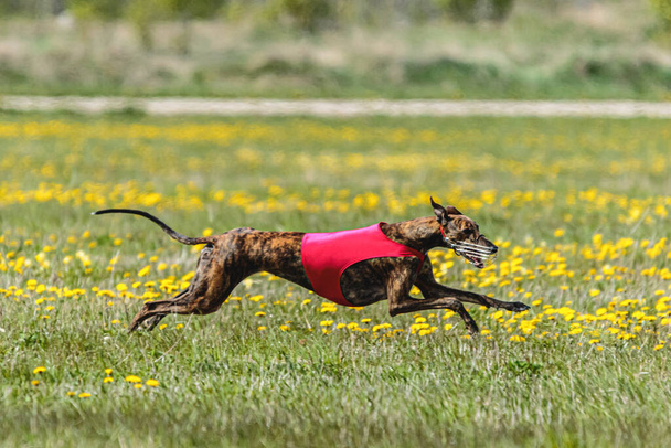 Greyhound hond in rood shirt lopen en jagen lokken in het veld in de zomer - Foto, afbeelding