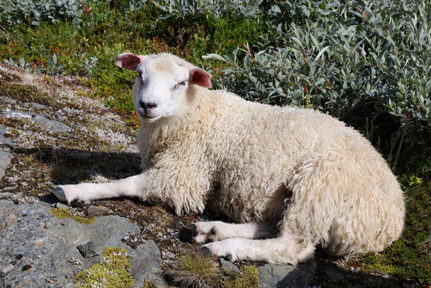 Ovce pasoucí se v horách ve dne  - Fotografie, Obrázek