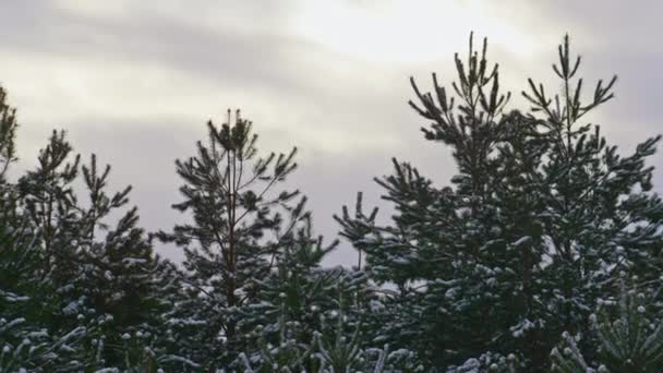 Świerki wierzchołki pokryte śniegiem na szarym ciemnym tle zimowego nieba zbliżyć. Bujne wiecznie zielone drzewa rosnące w zamarzniętym lesie. Chmurny chłód nad iglastwami. Zamrożenie śniegu koncepcja krajobrazu. - Materiał filmowy, wideo