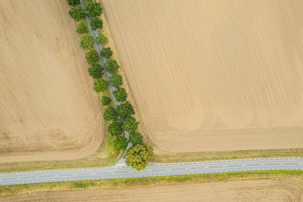 Vue aérienne d'une longue allée d'arbres verts entre les champs. Synchronisation parfaite, symbole de l'idéalisme. - Photo, image