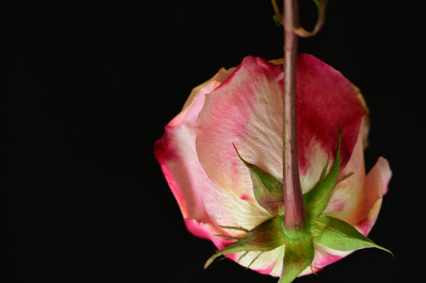 hermosa rosa tierna aislada sobre fondo negro - Foto, Imagen