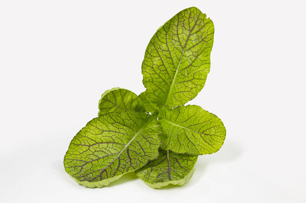 Rai mustard plant is also known as the black mustard or Brassica. studio photo on white background. - Photo, Image