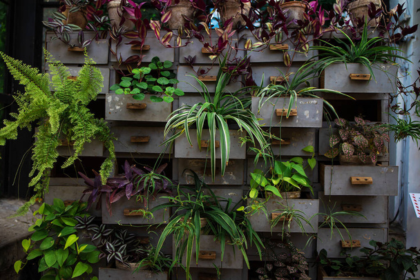 casa jardín composición interior llena de muchas plantas hermosas en cajas de madera vintage - Foto, Imagen