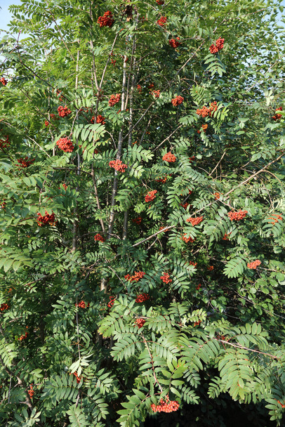 Vogelbeere / Rowan or Mountain-ash / Sorbus aucuparia - Photo, Image